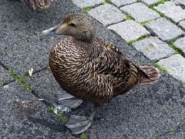 Eider_femelle11.jpg