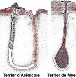 adaptation,eaux douces,organismes dulcicoles,organismes dulçaquicoles,ecrétion,problème osmotique,ionorégulation