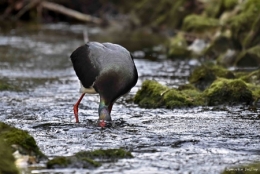 cigogne noire,dominique delfino,photographe naturaliste et animalier