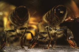 abeilles,pathologie des abeilles,nosema,gaucho