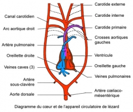 reptiles,sauriens,lacertidés,lézard ocellé