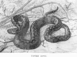 Rollinat-vipera-aspis-blog.jpg