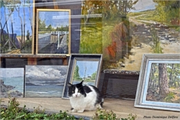 Chat-dans-la-vitrine-450.jpg