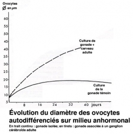 Fig_N_diamètre ovocytaire_culture1.jpg