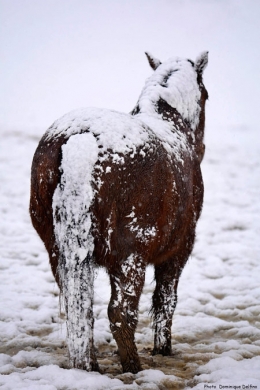 Cheval-comtois-neige-450.jpg