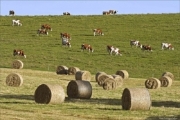 Vaches-montbéliardes-450.jpg