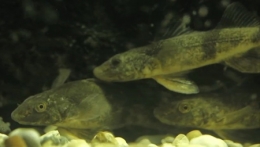 poissons,rivière,pêche,doubs,rhône,loue,durance,ardèche,drôme