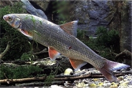Chondrostoma nasus-1.jpg