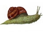 Helix_pomatia-logo.jpg