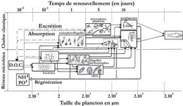 10.lacs_réseau trophique_Capblanq_4-1.jpg