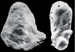 38_Madracis-decactis_03-1.jpg