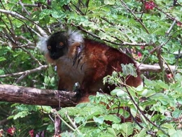 Eulemur macaco_1-1.jpg
