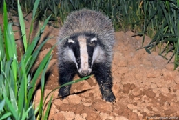 dominique delfino,photographe naturaliste et animalier,blaireau,