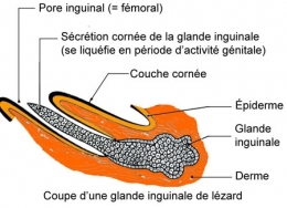 reptiles,sauriens,lacertidés,lézard ocellé
