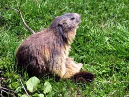 Marmota marmota041.jpg