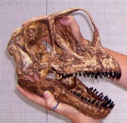 4Europasaurus-1.jpg