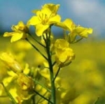 brassica_napus.jpg