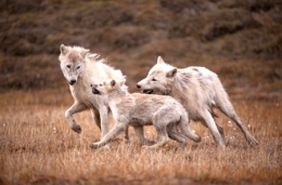 prédateurs arctiques,loups,herbivores arctiques,bisons,bœufs musqués