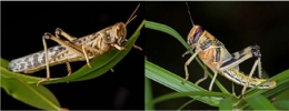2-Schistocerca gregaria-450.jpg