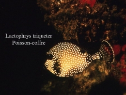 155Lactophrys triqueter2-1.jpg
