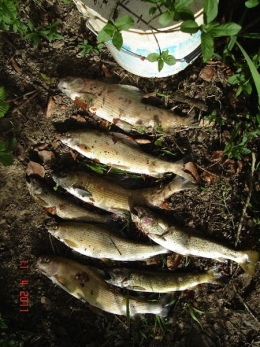 poissons,maladies,pathologie des poissons,doubs,doubs-franco-suisse,montbéliard