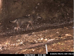 loup,jura,prédateurs
