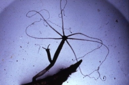 Pelmatohydra_oligactis1.jpg