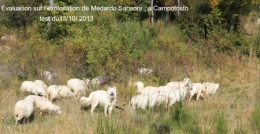 loup,attaques,prédateurs,patou,montagne des pyrénées,chien des pyrénées