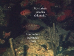 152Priocanthus cruentatus2-1.jpg