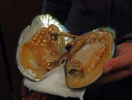 Moules-perlières01-1.jpg
