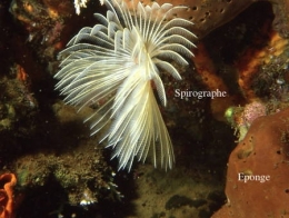 115Spirographe2-1.jpg