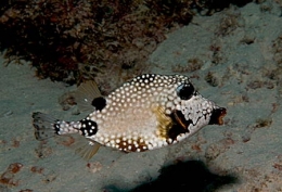 Lactophrys triqueter1-1.jpg