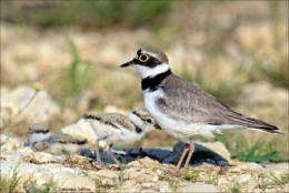 le petit gravelot,oiseaux,dominique delfino,doubs,pays de montbéliard
