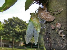 insectes,homoptères,cigale,cicadidés,cicadidae