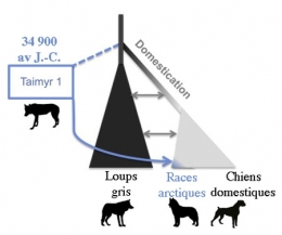 loup,chien,prédateurs,carnivores,mammifères,canidés