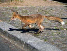 08-Renard_ville-1.jpg