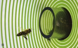 abeilles,pathologie des abeilles,nosema,gaucho