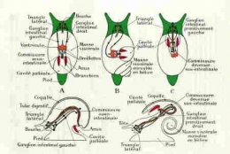 gastéropodes-anatomie-torsion.jpg