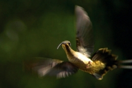 3-oiseau-mouche-1.jpg