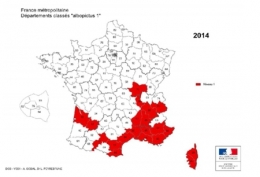 moustique-tigre,aedes albopictus,dengue,chikungunya,zika,hugo jalinière,sciences et avenir