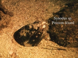 157Synodus2-1.jpg
