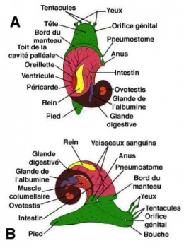escargot-morphologie-sans-coquille13.jpg