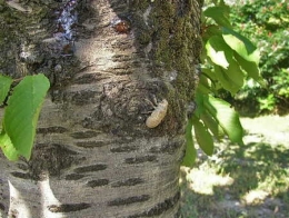 insectes,homoptères,cigale,cicadidés,cicadidae