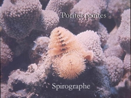 040Porites_porites2-1.jpg