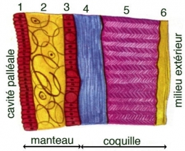 anodonta-coquille-manteau-1.jpg