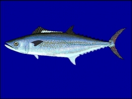 scomberomorus_regalis1-1.jpg