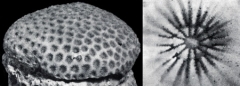 54_stephanocoenia-michelinii_03-1.jpg