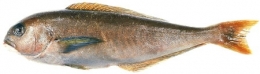 malacanthus_plumieri-1.jpg