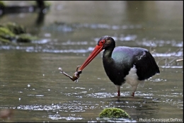 cigogne noire,dominique delfino,photographe naturaliste et animalier