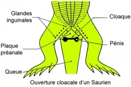 reptiles,sauriens,lacertidés,lézard ocellé